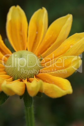 Rudbeckia