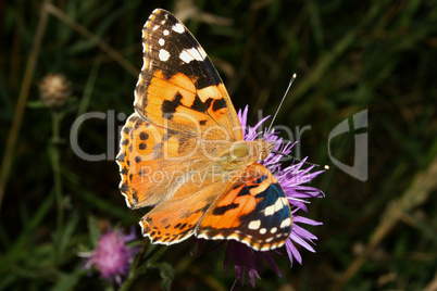 Distelfalter (Vanessa cardui) / Painted Lady (Vanessa cardui)