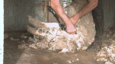 Shearing the wool from a sheep