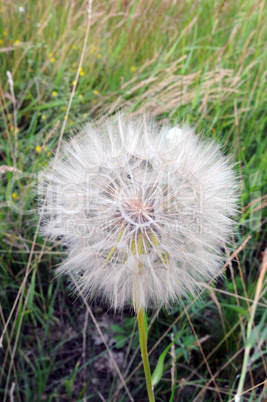 Pusteblume