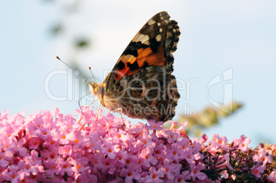 Distelfalter auf Sommerflieder