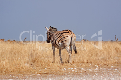 Steppenzebra (Equus quagga)