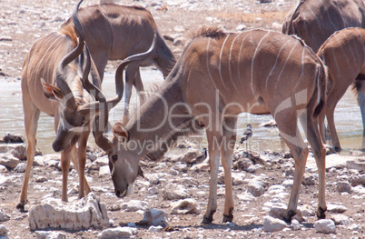 Großer Kudu (Tragelaphus strepsiceros)