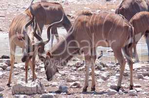 Großer Kudu (Tragelaphus strepsiceros)