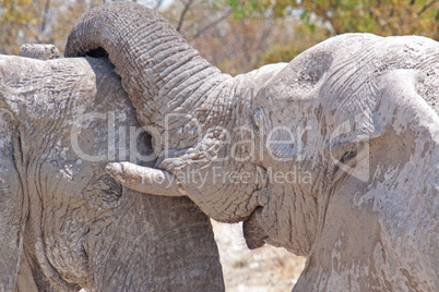 Elefantenbullen (Elephantidae)