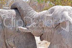 Elefantenbullen (Elephantidae)
