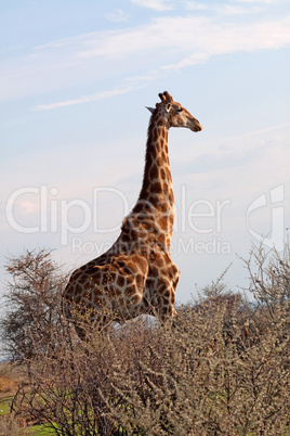 Giraffe (Giraffa camelopardalis)