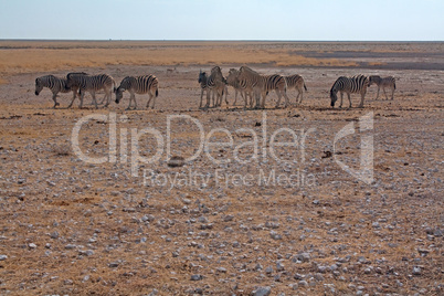 Steppenzebra (Equus quagga)