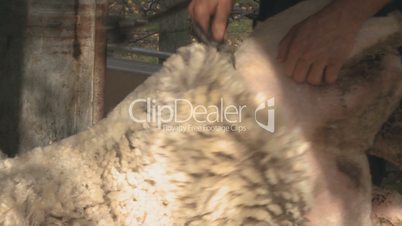 Close up of sheep shearing