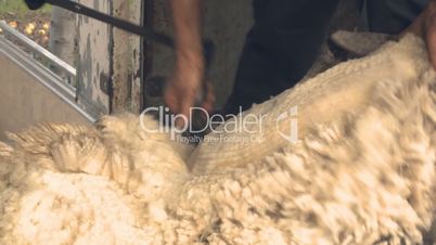 Sheep being sheared