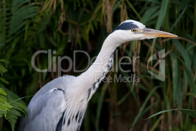 Graureiher Wildlife