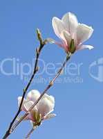 Magnolien