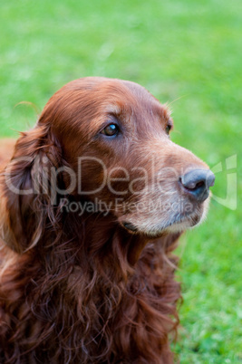 Irish setter