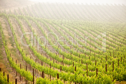 Beautiful Lush Grape Vineyard in The Morning Sun and Mist