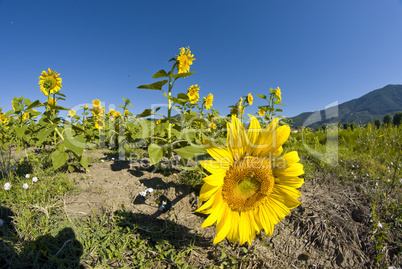 Sunflowers on a Tuscan Meadow