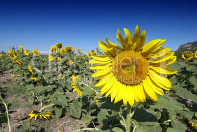 Sunflowers Meadow in Tuscany