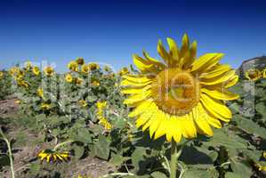 Sunflowers Meadow in Tuscany