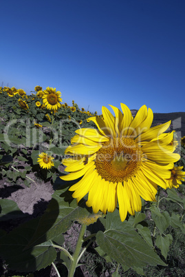 Sunflowers on a Tuscan Meadow