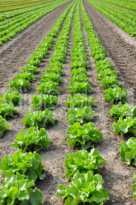 Feld mit Salat