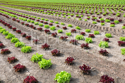 Feld mit Salat