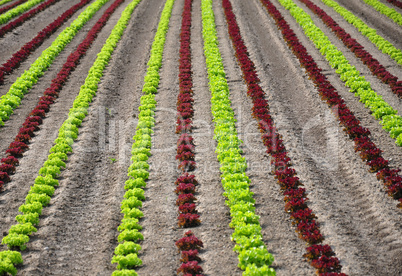 Feld mit Salat