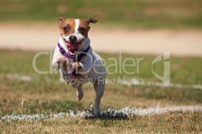 Energetic Jack Russell Terrier Dog Runs on the Grass