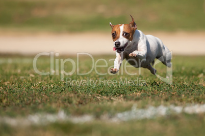 Energetic Jack Russell Terrier Dog Runs on the Grass