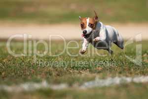 Energetic Jack Russell Terrier Dog Runs on the Grass