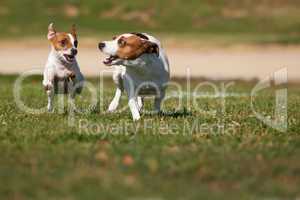 Energetic Jack Russell Terrier Dogs Running on the Grass