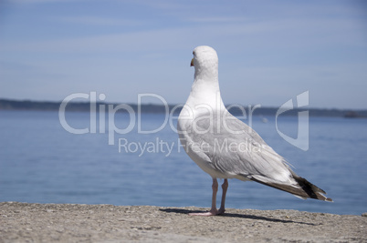 Seagull