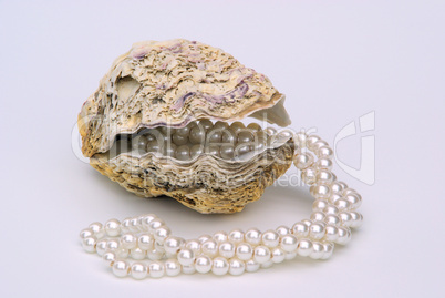 Auster mit Perlenkette - oyster with pearl necklet 01