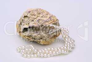 Auster mit Perlenkette - oyster with pearl necklet 01