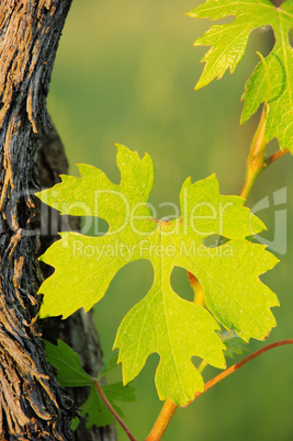 Weinlaub im Fruehling - vine leaves in spring 01