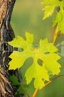 Weinlaub im Fruehling - vine leaves in spring 01