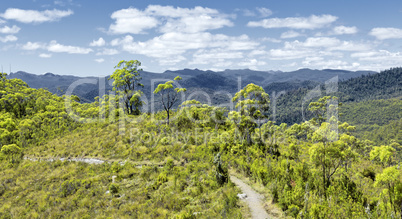 tasmania rain forest