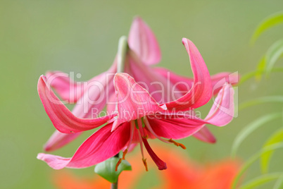 Pink lilly