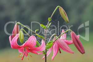 Pink lilly
