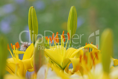 Yellow lilly