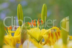 Yellow lilly