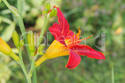 Multi-coloured lilly