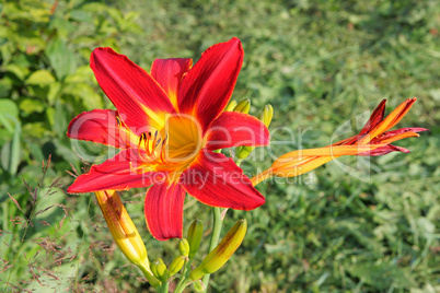 Multi-coloured lilly