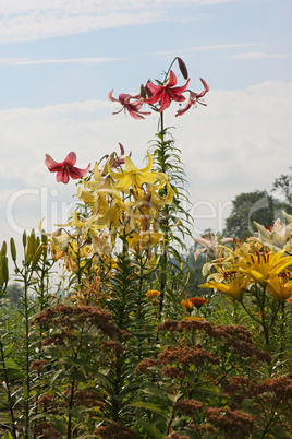 Multi-coloured lillies