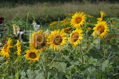 Sunflowers