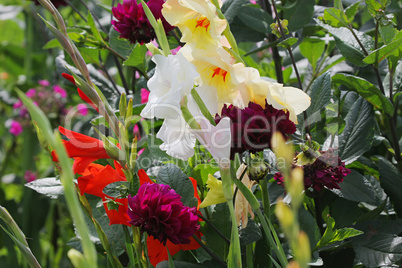 Multi-coloured flowers