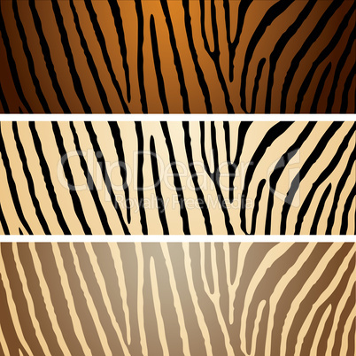 zebra variation