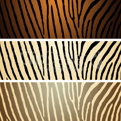Zebra Hintergrund