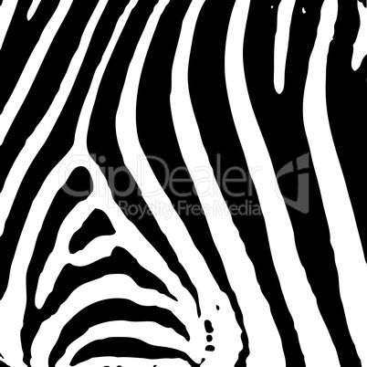 zebra print