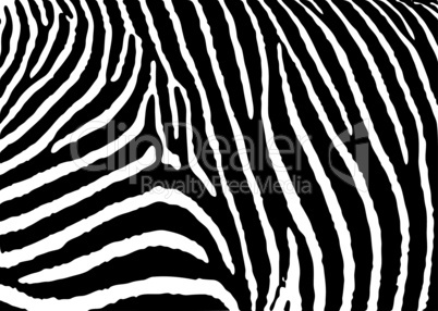 Zebra Hintergrund