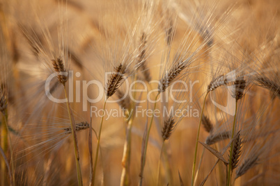 Weizenfelder im Sommer