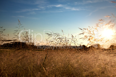 Sommerwiese bei Sonnenuntergang